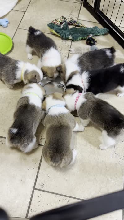 Yellow, a male Pembroke Welsh Corgi for sale in Dublin, GA – 4 of 4