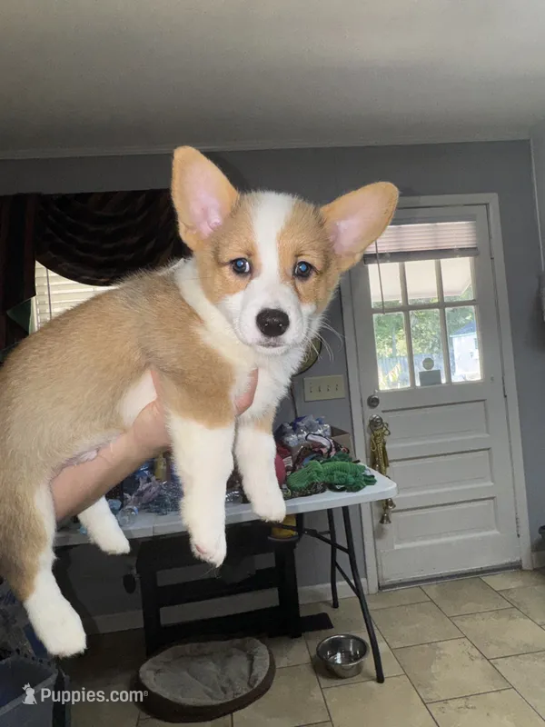 Yellow – Pembroke Welsh Corgi puppy for sale in Dublin, GA