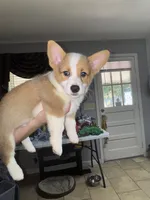 Simba, a male Pembroke Welsh Corgi for sale in Dublin, GA – 1 of 10