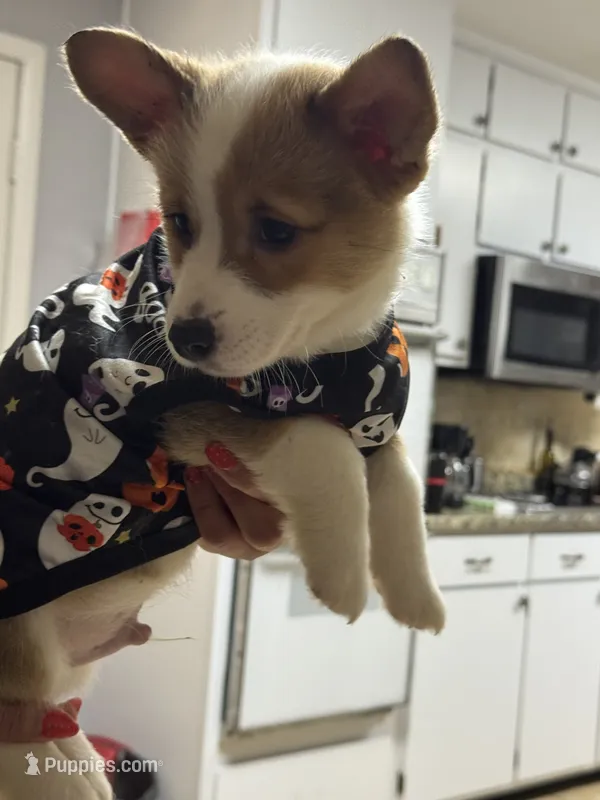 Yellow – Pembroke Welsh Corgi puppy for sale in Dublin, GA