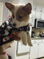 Simba, a male Pembroke Welsh Corgi for sale in Dublin, GA – 5 of 10