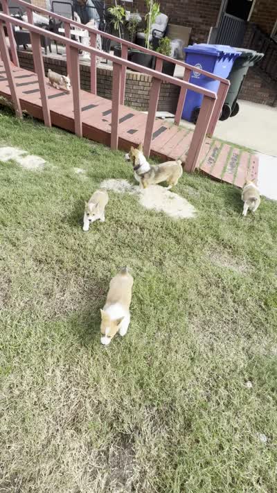 Simba, a male Pembroke Welsh Corgi for sale in Dublin, GA – 2 of 10