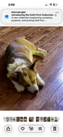 LEO, a male Pembroke Welsh Corgi for sale in Dublin, GA – 7 of 10