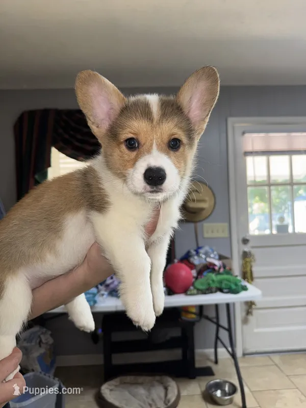blue – Pembroke Welsh Corgi puppy for sale in Dublin, GA