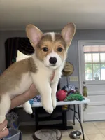 LEO, a male Pembroke Welsh Corgi for sale in Dublin, GA – 1 of 10