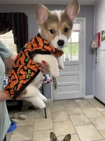 LEO, a male Pembroke Welsh Corgi for sale in Dublin, GA – 2 of 10