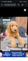 Pj, a male Miniature Goldendoodle for sale in Boynton Beach, FL – 1 of 3