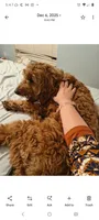 Pj, a male Miniature Goldendoodle for sale in Boynton Beach, FL – 2 of 3