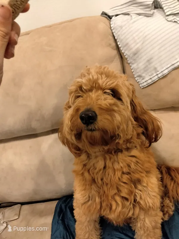 Pj – Miniature Goldendoodle puppy for sale in Boynton Beach, FL