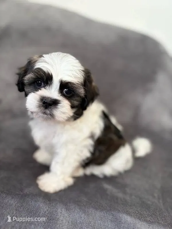 Little Bear  – Maltese, Shih Tzu puppy for sale in Albuquerque, NM