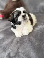 Little Bear , a male Maltese and Shih Tzu for sale in Albuquerque, NM – Photo 2 of 8