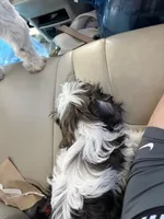 Little Bear , a male Maltese and Shih Tzu for sale in Albuquerque, NM – Photo 8 of 8