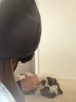 Little Bear , a male Maltese and Shih Tzu for sale in Albuquerque, NM – Photo 7 of 8