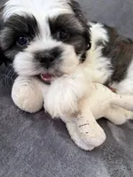 Little Bear , a male Maltese and Shih Tzu for sale in Albuquerque, NM – Photo 6 of 8