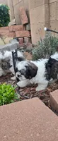 Little Bear , a male Maltese and Shih Tzu for sale in Albuquerque, NM – Photo 4 of 8