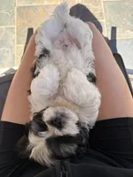 Little Bear , a male Maltese and Shih Tzu for sale in Albuquerque, NM – Photo 5 of 8