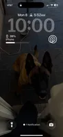 Keisha, a female Belgian Malinois for sale in Albuquerque, NM – 2 of 3