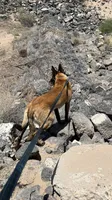 Keisha, a female Belgian Malinois for sale in Albuquerque, NM – 3 of 3