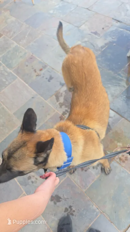 Keisha – Belgian Malinois puppy for sale in Albuquerque, NM