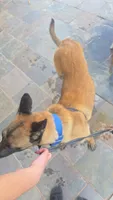 Keisha, a female Belgian Malinois for sale in Albuquerque, NM – 1 of 3