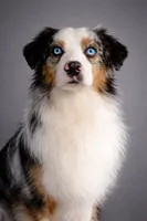 Mystery , a male Miniature American Shepherd for sale in Pine River, MN – 1 of 2