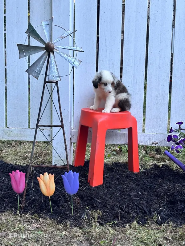 Topaz – Miniature Australian Shepherd puppy for sale in Pine River, MN