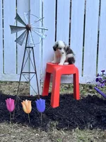 Topaz, a male Miniature Australian Shepherd for sale in Pine River, MN – 1 of 1