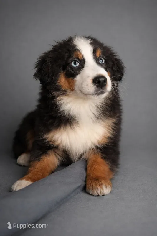 Deer – Miniature Australian Shepherd puppy for sale in Staples, MN