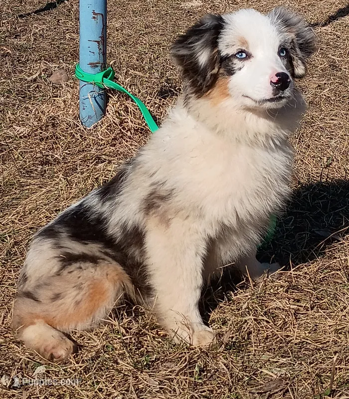 Rocket – Miniature American Shepherd puppy for sale in Pine River, MN