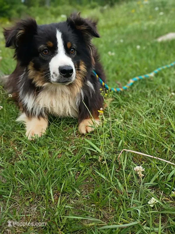 Richu – Miniature American Shepherd puppy for sale in Pine River, MN