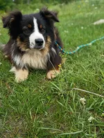 Richu, a male Miniature American Shepherd for sale in Pine River, MN – 1 of 1