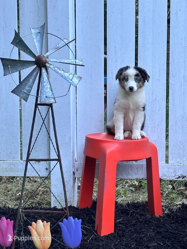 Amethyst – Miniature Australian Shepherd puppy for sale in Pine River, MN