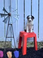 Amethyst, a female Miniature Australian Shepherd for sale in Pine River, MN – 1 of 1