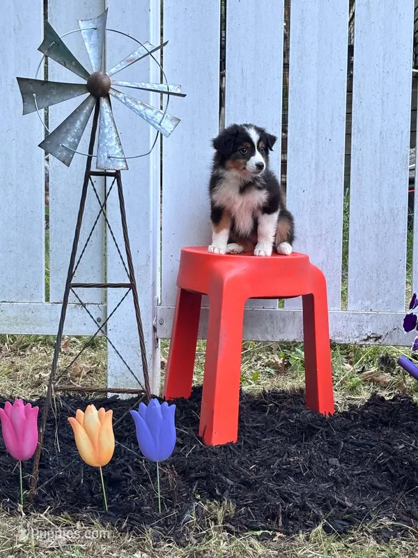 Ruby – Miniature Australian Shepherd puppy for sale in Pine River, MN