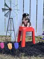 Ruby, a female Miniature Australian Shepherd for sale in Pine River, MN – 1 of 1
