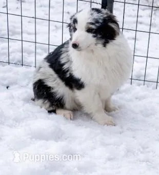 Beedrill – Miniature Australian Shepherd puppy for sale in Staples, MN