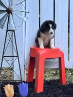 Jade, a female Miniature Australian Shepherd for sale in Pine River, MN – 1 of 1