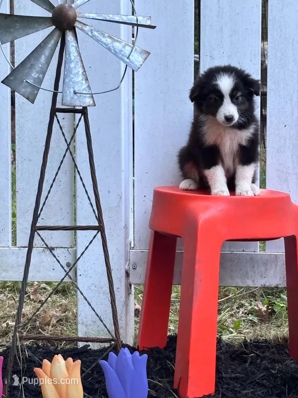 Opal – Miniature Australian Shepherd puppy for sale in Pine River, MN