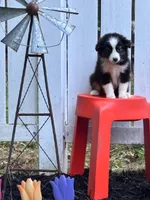 Opal, a female Miniature Australian Shepherd for sale in Pine River, MN – 1 of 1