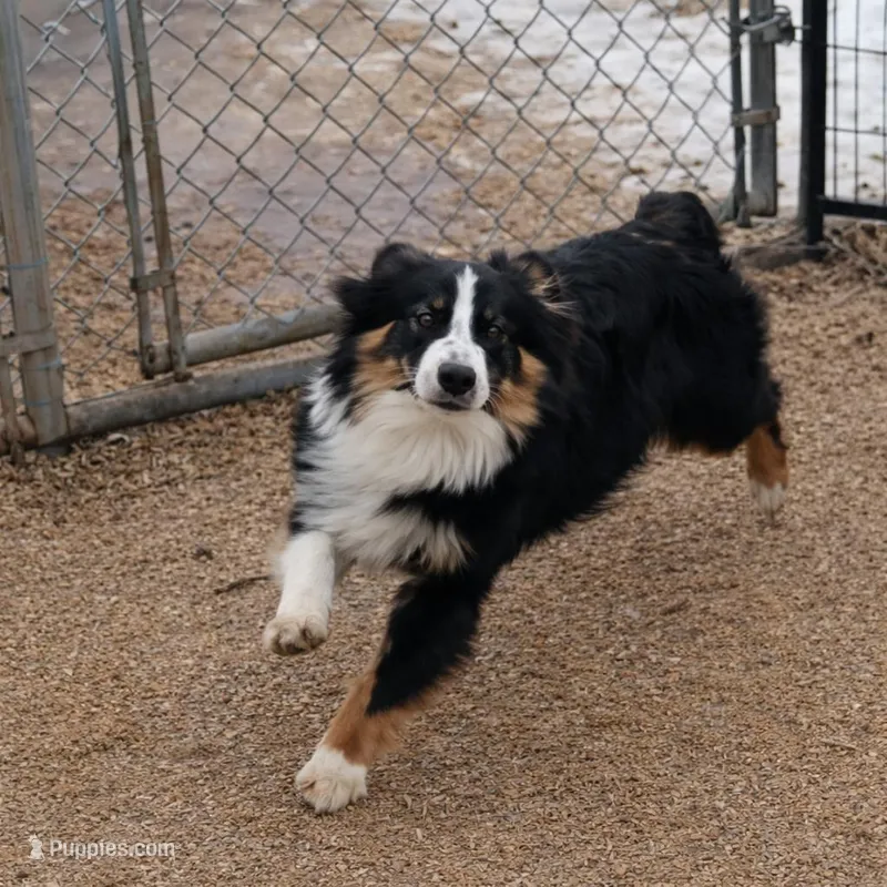Richu – Miniature Australian Shepherd puppy for sale in Staples, MN