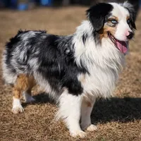 Mystery , a male Miniature American Shepherd for sale in Pine River, MN – 2 of 2
