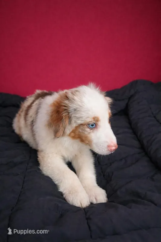 Monster – Miniature Australian Shepherd puppy for sale in Staples, MN