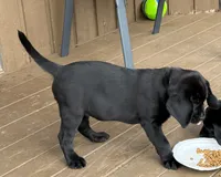 BLEUIE, a male Labrador Retriever for sale in Spokane, WA – 2 of 3