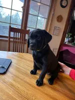 Willow, a female Labrador Retriever for sale in Spokane, WA – 2 of 5