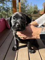 GOLDIE, a female Labrador Retriever for sale in Spokane, WA – 5 of 8