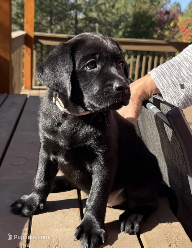 GOLDIE – Labrador Retriever puppy for sale in Spokane, WA