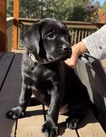 GOLDIE, a female Labrador Retriever for sale in Spokane, WA – 1 of 8