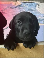 Willow, a female Labrador Retriever for sale in Spokane, WA – 5 of 5
