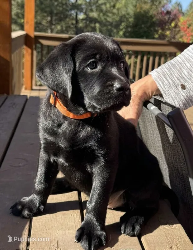 Pumpkin – Labrador Retriever puppy for sale in Spokane, WA