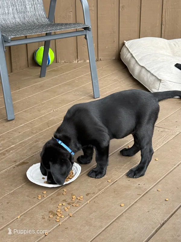 BLEUIE – Labrador Retriever puppy for sale in Spokane, WA
